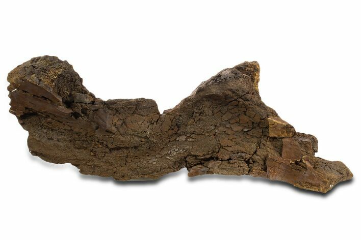 Hadrosaur Partial Ilium (Edmontosaurus) Bone - Wyoming #331008